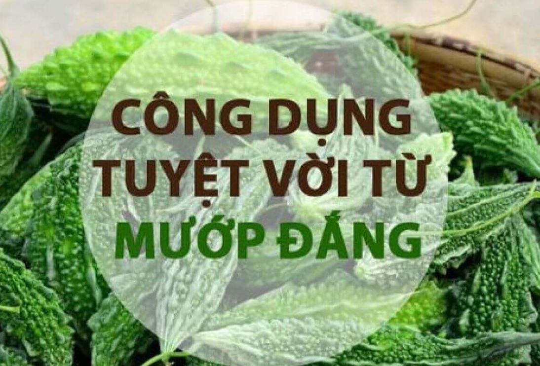 cong-dung-chua-benh-cua-muop- dang